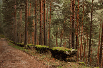 Moss-covered stone parapets on a path through a pine forest