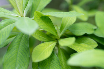 Close-up view of vibrant green leaves showcasing the intricate textures and patterns in nature. synadenium, hope and peace tree, tree of love. Selective focus