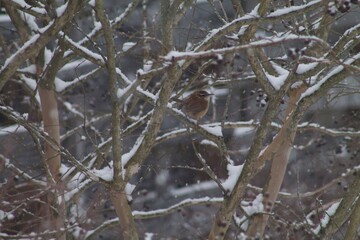 A Carolina Wren perched on a snowy branch