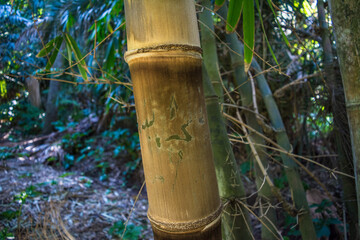Bamboo forest, A straight bamboo pole, Yellow bamboo (Bambusa vulgaris var) is a type of bamboo that is an ornamental plant, the bamboo is green, Asian, Japanese, Chinese and Korean plants and trees.