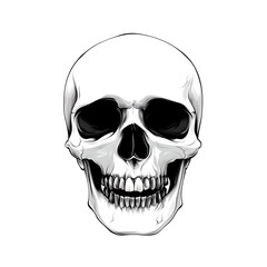 Obraz premium a white skull