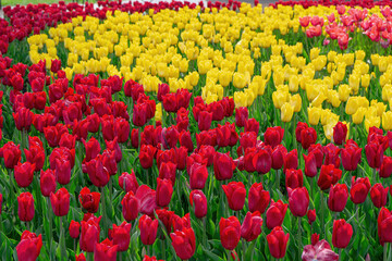 Colorful field filled with blooming tulips in red and yellow hues. Lush green leaves surround vibrant flowers during spring season on flowerbed in the park or garden, landscape design element