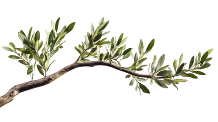 branch of olive tree isolated on white
