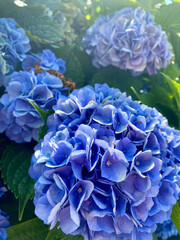 blue hydrangea flowers