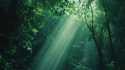Obraz premium Sunlight streaming through lush green treetops forest nature photography tranquil environment low-angle view serenity and growth