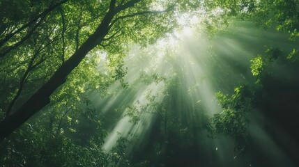 Fototapeta premium Sunlight streaming through lush green treetops forest nature photography tranquil environment low-angle view serenity and growth
