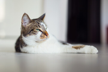Cute young cat laying on a floor