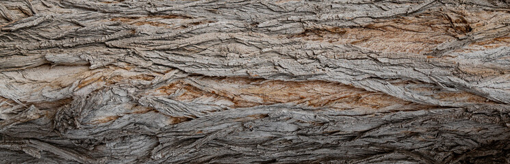 Large tree trunk bark texture. Very rough brown, gray, and reddish bark with deep patterns. Natural bark texture background, close up.