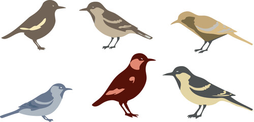 A group of birds in different colors