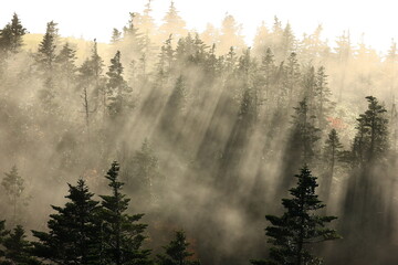 fog and sunlight in the forest