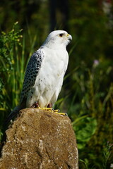 British and International Birds of Prey