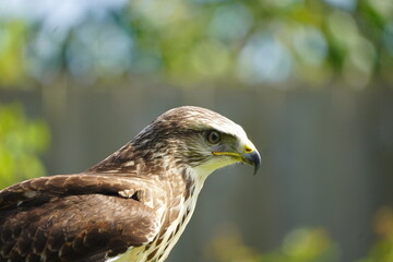 British and International Birds of Prey