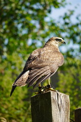 British and International Birds of Prey