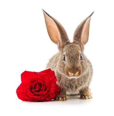 Rabbit and one red rose.
