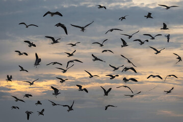 Flock of seagulls flying in the sky at sunset. 