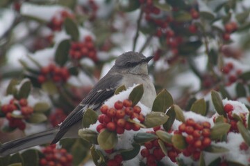 A Northern Mockingbird resting on a snow-covered round-leaf holly tree