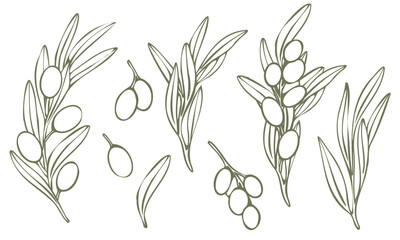 Vector olive tree branch with leaves and olives fruit. Hand drawn outline floral illustration, contours without color fill for logo, package design, greetings, wallpapers, print, fabric