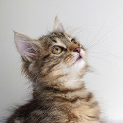 Adorable Fluffy Kitten with Striped Fur and Yellow-Green Eyes Looking Up, Curious Domestic Cat Portrait Isolated on Light Gray Background, Perfect for Pet and Animal-Themed Designs or Projects
