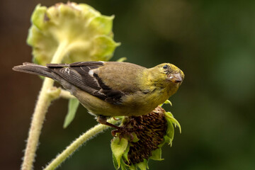 Goldfinch (Spinus tristus) feeding on sunflower; Laramie, Wyoming