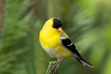 Goldfinch (Spinus tristus) chirping away in Nighthawk Gardens; Laramie, Wyoming