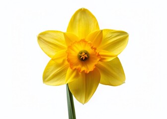 Obraz premium Single Daffodil Flower Isolated on White Background - Spring Bloom Stock Photo