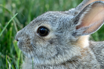 Young cottontail in front yard; Laramie, Wyoming