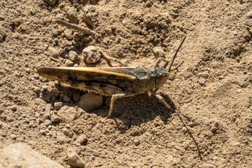 Crackling Forest Grasshopper (Trimerotropis verruculata)