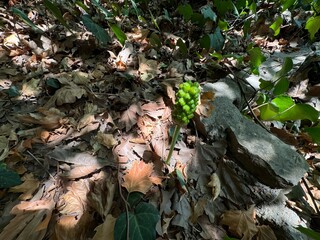 fallen autumn leaves
