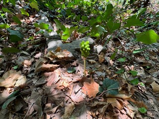 Cuckoopint or Arum maculatum arrow shaped unripe green seeds, woodland poisonous plant in family Araceae. Other names are nakeshead, adder's root, arum, wild arum, arum lily, lords-and-ladies. 
