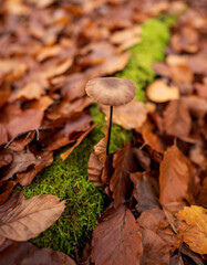 Mushroom growing amongst fallen oak leaves in a forest.