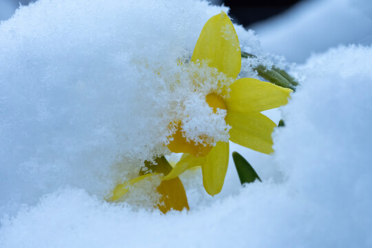 Snow covered jonquil in Nighthawk Gardens; Laramie, Wyoming