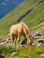 Haflinger horse on its mountain pasture (Shieling) in the Otztal Alps (Obergurgl, Rotmoostal). Austria, Tyrol
