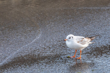 mouette sur  le sol