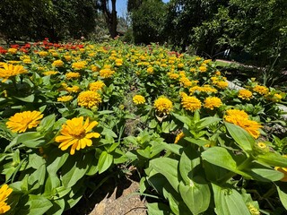 Yellow elegant zinnia flowers in the garden. Close-up. Zinnia elegans (Z. violacea) known as youth...