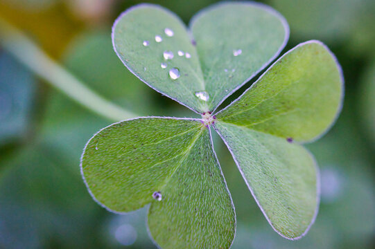 Clover leaves in the morning with dew drops: macro photo