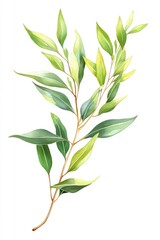 Fototapeta premium Lush Eucalyptus Stem: A Natural Spring Decor Element Highlighting Fresh Leaves and Floral Essence