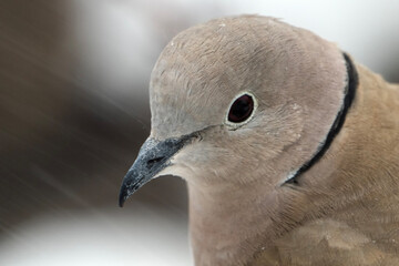 Collared dove (Streptopelia decaocto) in snowstorm; Laramie, Wyoming