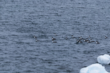 Group of Antarctic shags (Leucocarbo bransfieldensis) on the water. Southern Ocean