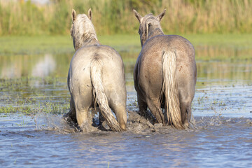 Obraz premium Saintes-Maries-de-la-Mer, Bouches-du-Rhone, Provence-Alpes-Cote d'Azur, France. Horses in the marshes of the Camargue.
