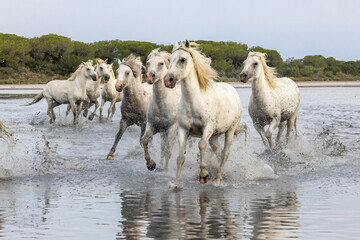 Saintes-Maries-de-la-Mer, Bouches-du-Rhone, Provence-Alpes-Cote d'Azur, France. Herd of horses running through the marshes of the Camargue.