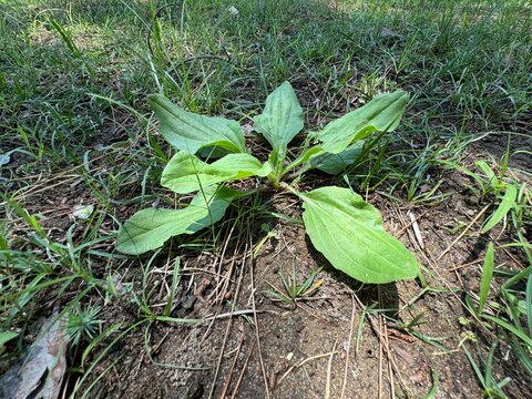 Plantain is large (Plantago major, Plantago borysthenica) grows in the wild. Plantain large plant close-up shot. The broadleaf plantain, white man's footprint, waybread, or greater plantain.
