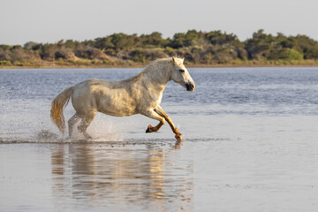 Fototapeta premium Saintes-Maries-de-la-Mer, Bouches-du-Rhone, Provence-Alpes-Cote d'Azur, France. Horse running through the marshes of the Camargue.
