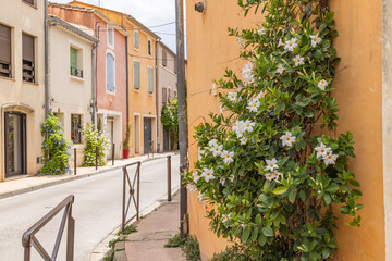 Aigues-Mortes, Gard, Occitania, France. Flowering vine on a wall in the town of Aigues-Morte.