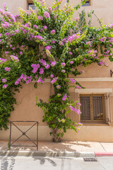 Aigues-Mortes, Gard, Occitania, France. Purple flowering vine on a building in the south of France.