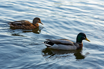 Ducks swimming gracefully in calm water at sunset