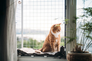 A contented cat is sitting on a window with a safety net.