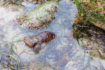 Tidal beach at north point of Tourmaline or Old Man's Surfing Park covered with sea weeds and boulders, San Diego, Southern California