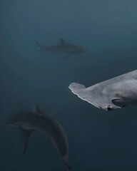 Hammerhead sharks gliding through the ocean depths in a captivating underwater scene