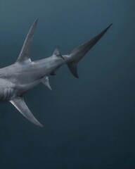 Sleek hammerhead shark gracefully moving through calm ocean waters, displaying its unique hammer-shaped head and elegant, streamlined body