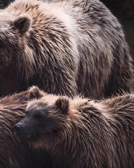Majestic Brown Bears in their Natural Habitat, captured in stunning close-up detail in the wild wilderness for wildlife photography lovers.